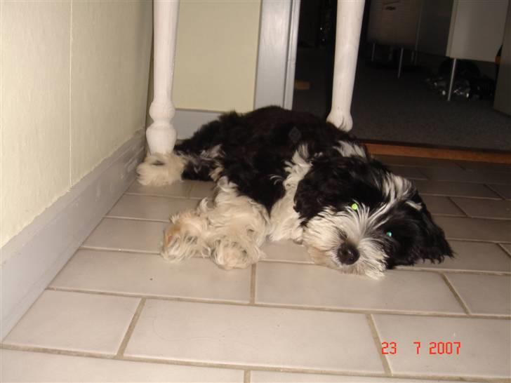 Tibetansk terrier Ömsikka's Astor af Ricko - Så blev man træt.. Han ligger ikke så stille ret længe ad gangen billede 12