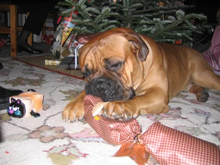 Bullmastiff Zakaa - Hvad JEG finder er MIT! billede 7