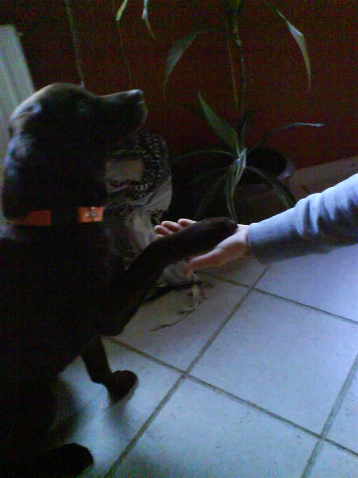 Labrador retriever freja - Giver pote :D billede 5