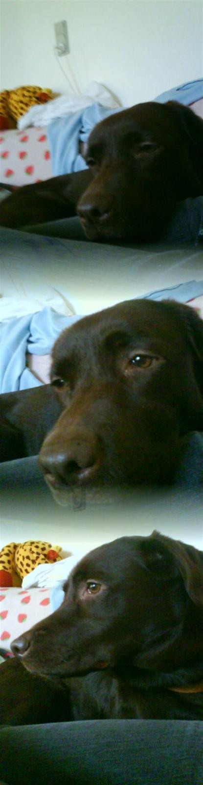 Labrador retriever freja - Så fin en lille pige hun er <33 billede 6