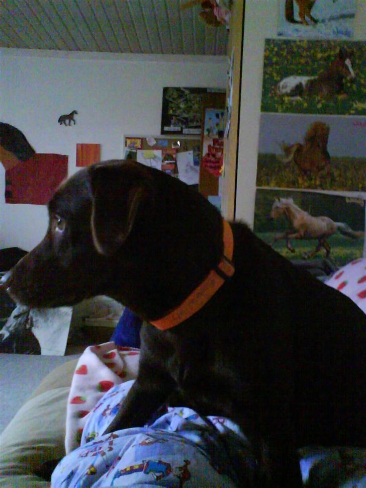 Labrador retriever freja - freja freja freja <333333 billede 7