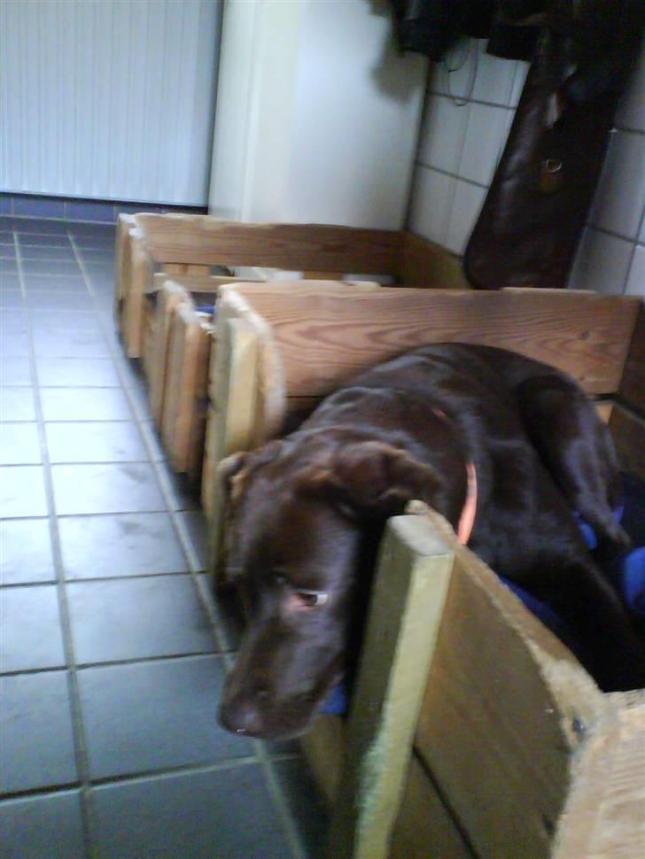 Labrador retriever freja - min hund :O) billede 8