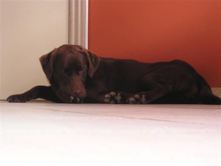 Labrador retriever freja - min mus <33 billede 9
