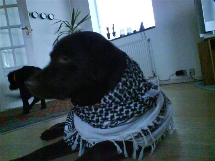 Labrador retriever freja - Freja-pigen <3 billede 10