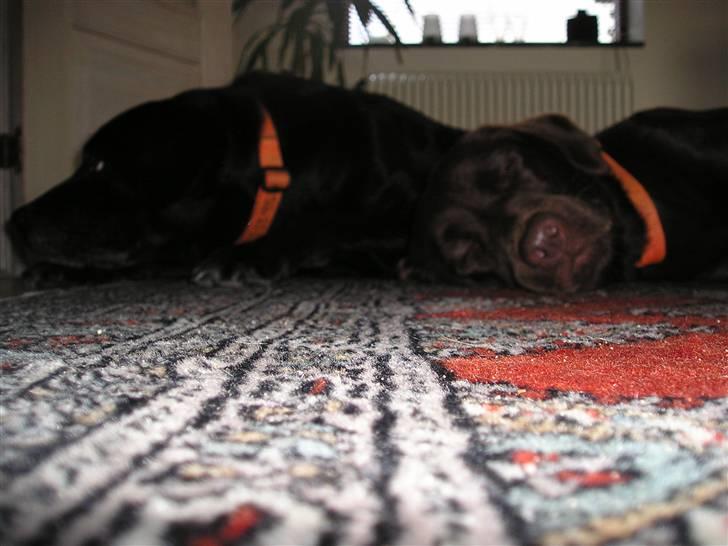 Labrador retriever freja - Sif & Freja i stuen :O) <3 billede 11