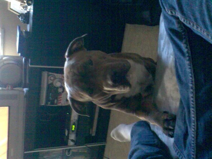 Blanding af racer Rexo~Jensen~ billede 16