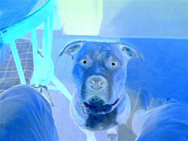 Blanding af racer Rexo~Jensen~ billede 17