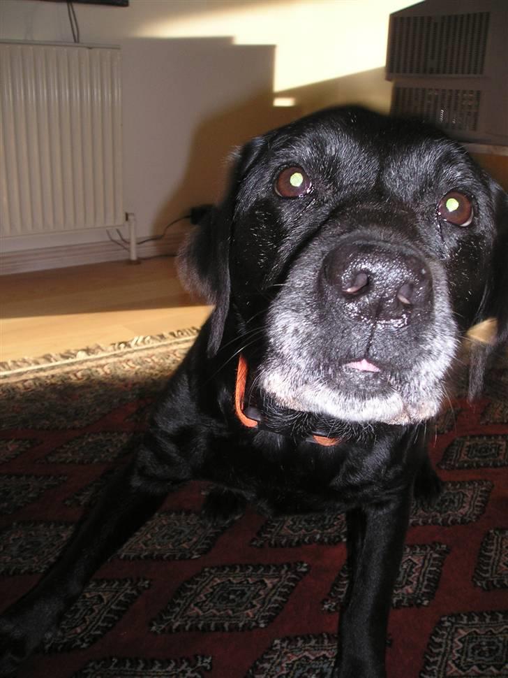 Labrador retriever sif (Død) :/  Savnet.  - 5) Jeg prøver bare at lege hvalp.. Er jeg ikke også det entelig ? <3 billede 5