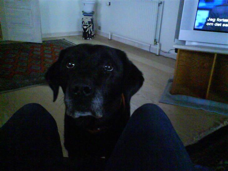 Labrador retriever sif (Død) :/  Savnet.  - 6) Siffer med de søde Hundeøjne 8) billede 6