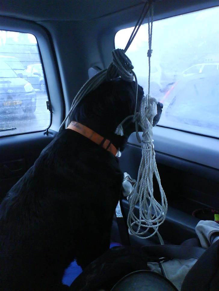 Labrador retriever sif (Død) :/  Savnet.  - 7) uuuuh Skal jeg på jaaagt. Jaaaa billede 7