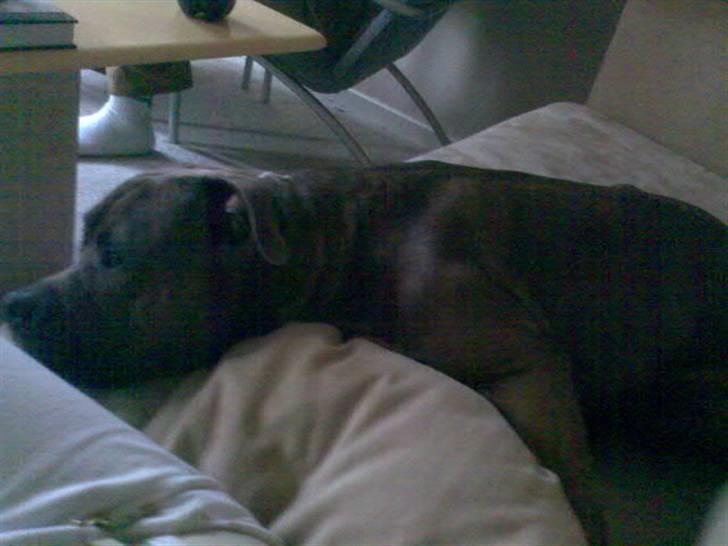 Blanding af racer Rexo~Jensen~ billede 18