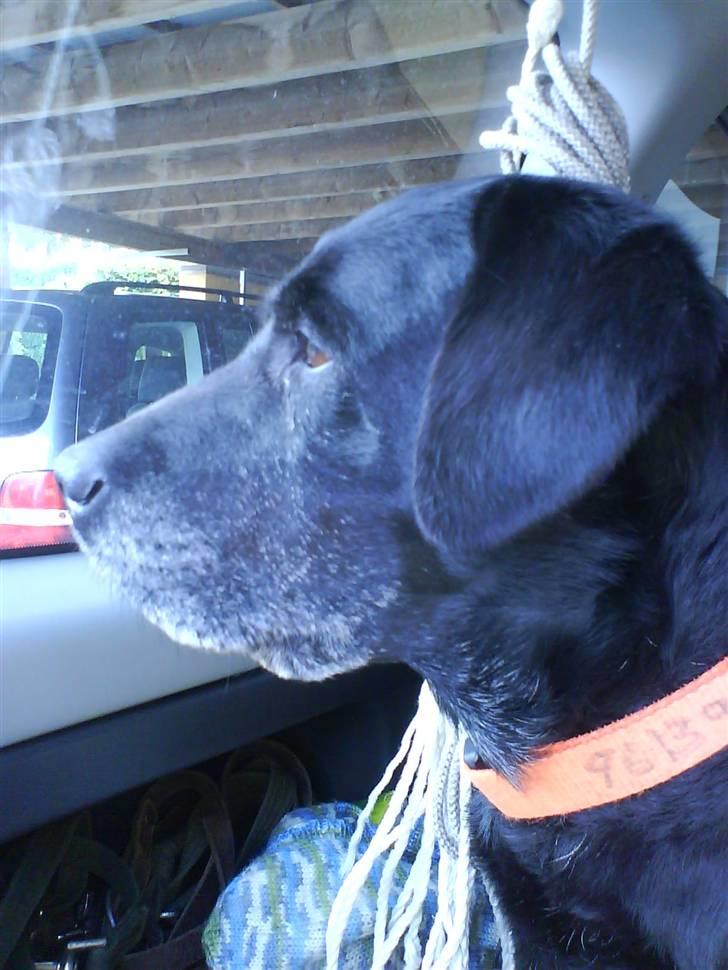 Labrador retriever sif (Død) :/  Savnet.  - 8) JUUUUBIIIIIIIIII skal på jagt :b billede 8