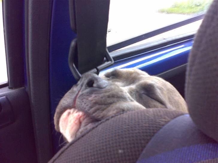 Blanding af racer Rexo~Jensen~ billede 19