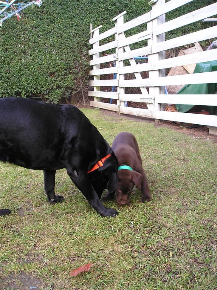 Labrador retriever sif (Død) :/  Savnet.  - 9) første dag sif og freja så hinanden <33 billede 9