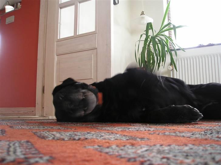 Labrador retriever sif (Død) :/  Savnet.  - 10) nu ville jeg klø mig på ryggen og så skal du klø mig på maven :O) billede 10