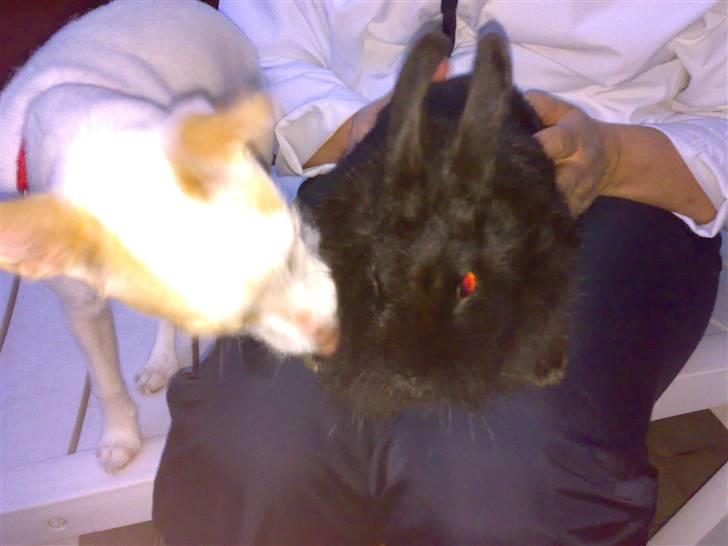 Dansk svensk gaardhund Maggie billede 15