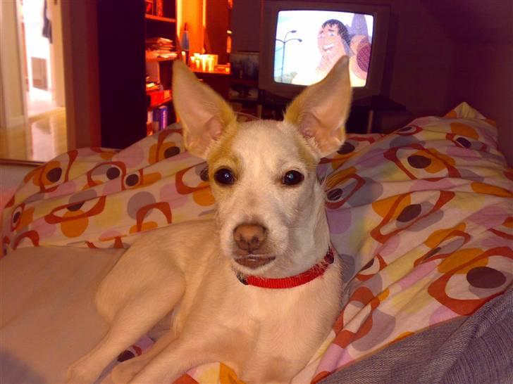 Dansk svensk gaardhund Maggie billede 16