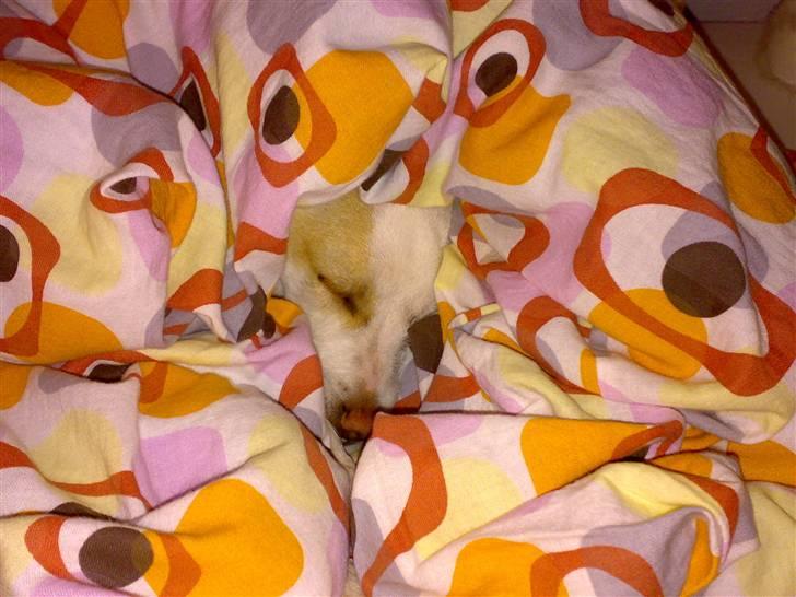 Dansk svensk gaardhund Maggie billede 17