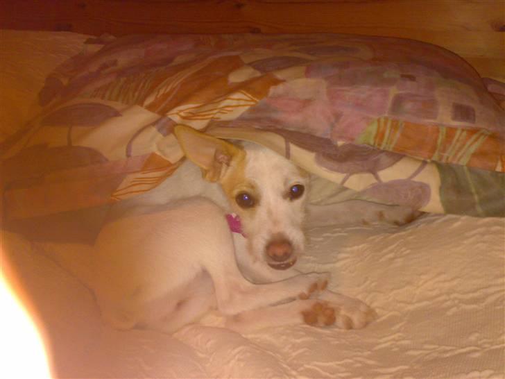 Dansk svensk gaardhund Maggie billede 18