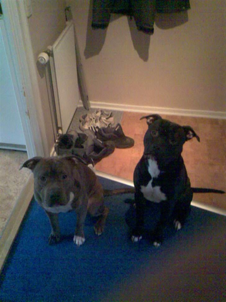 Blanding af racer Rexo~Jensen~ billede 20