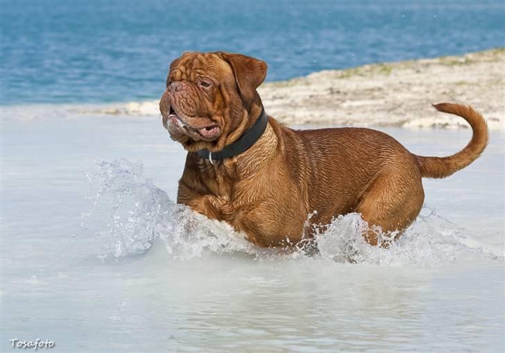 Dogue de bordeaux Ikaros R.I.P. - Juni 09. billede 1