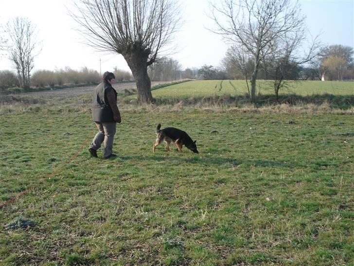 Schæferhund Atika - Her jeg ude at gå spor på Ærø noget af det jeg elsker mest. billede 12