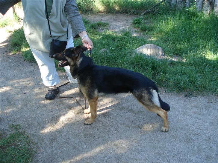 Schæferhund Atika - Hallo skal vi videre eller hvad billede 13