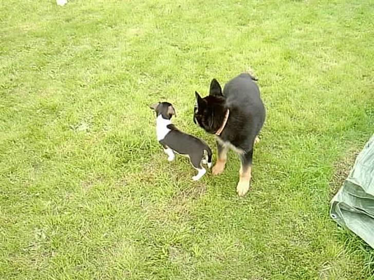 Schæferhund Atika - ja hvem af os to er mon den største billede 14