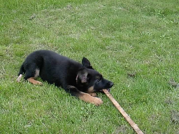 Schæferhund Atika - Min pind men lidt lang at løbe med, billede 15