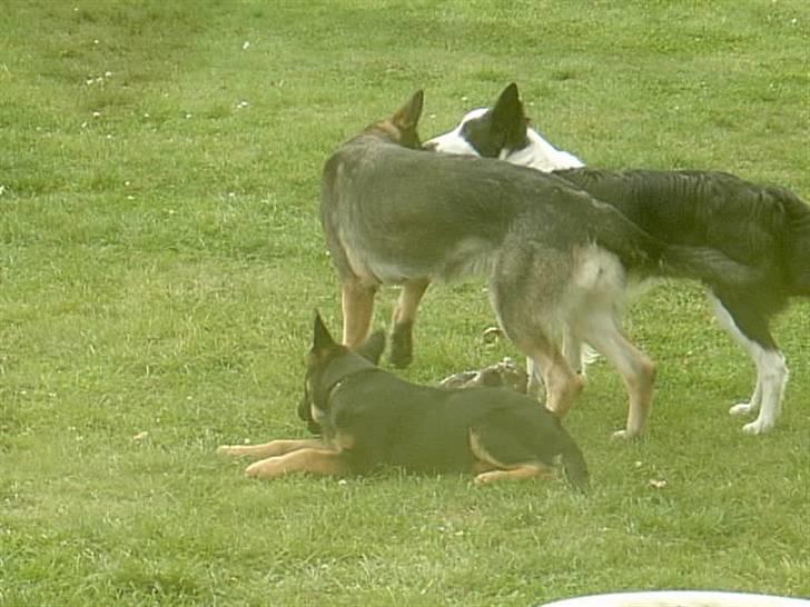 Schæferhund Atika - Her er jeg sammen med min ven Auri og en god ven vi passer billede 16