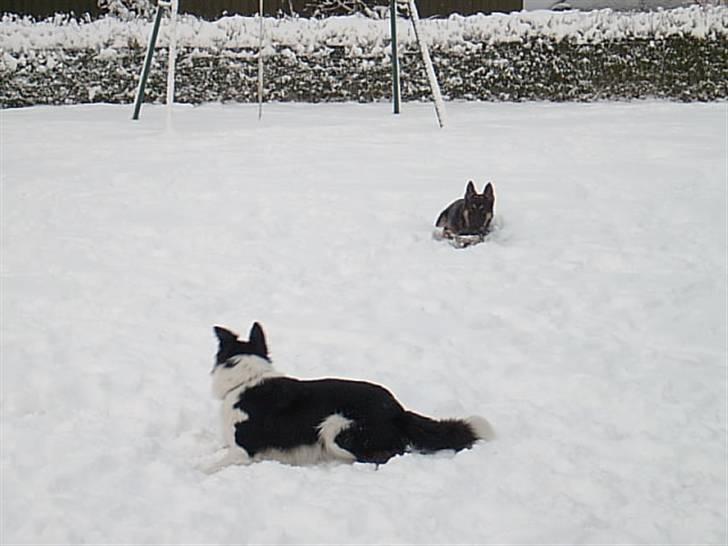 Schæferhund Atika - Her vi i vores have i snevejr super sjov. billede 17
