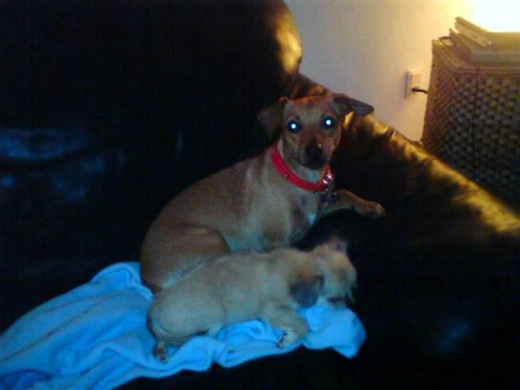 Blanding af racer Fie - Mig og min bedste ven Ollie <3 billede 4