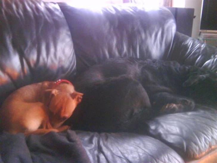 Blanding af racer Fie - Sover ved siden a Paw <3 billede 5