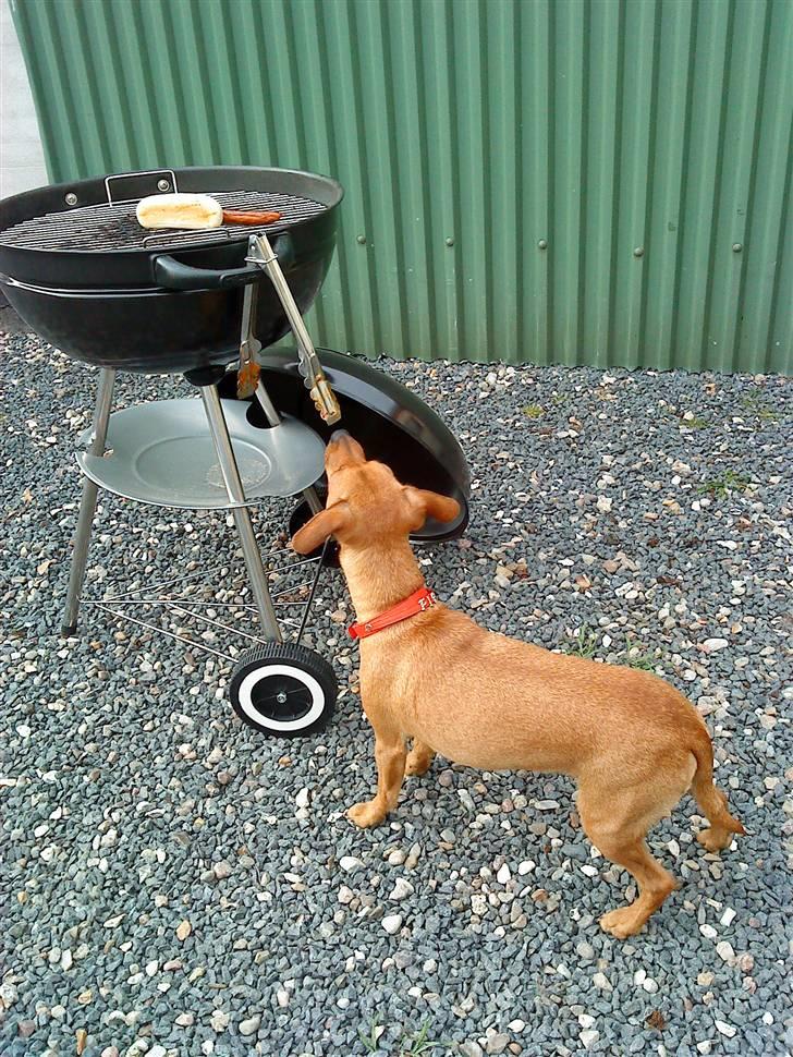 Blanding af racer Fie - Uhhm gril :) billede 7