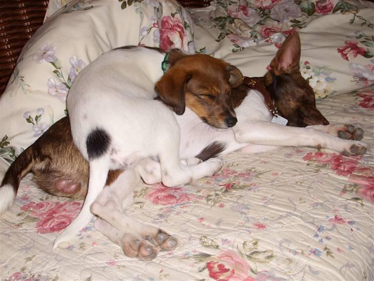 Blanding af racer Lotus billede 5