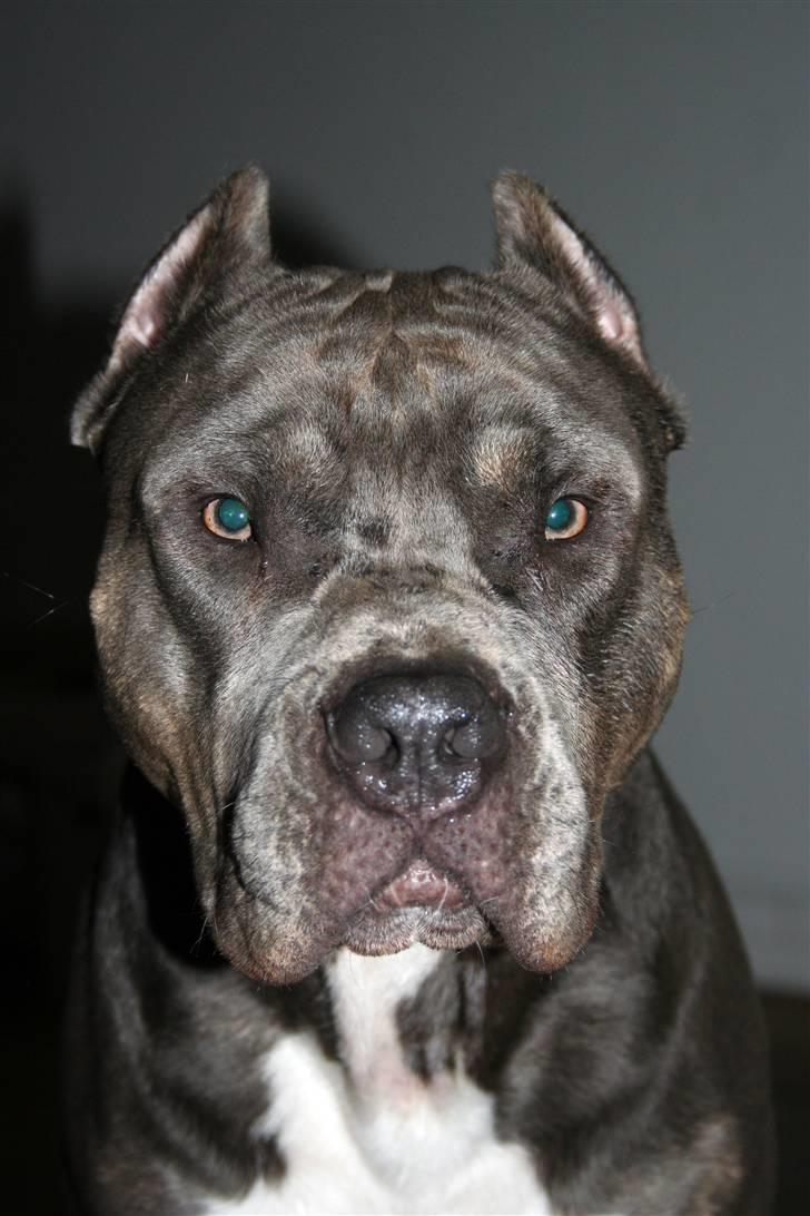 Amerikansk staffordshire terrier Kenzo -  R.I.P billede 1