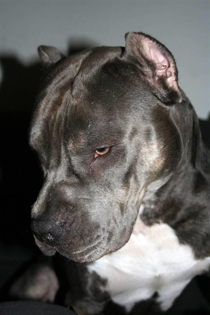 Amerikansk staffordshire terrier Kenzo -  R.I.P billede 2