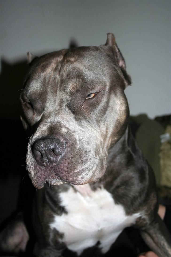 Amerikansk staffordshire terrier Kenzo -  R.I.P billede 3