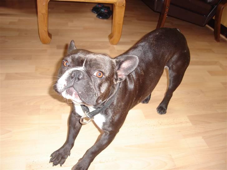 Fransk bulldog Buller - Uh, jeg er lige vågnet! så må jeg lige strække mig :D billede 1