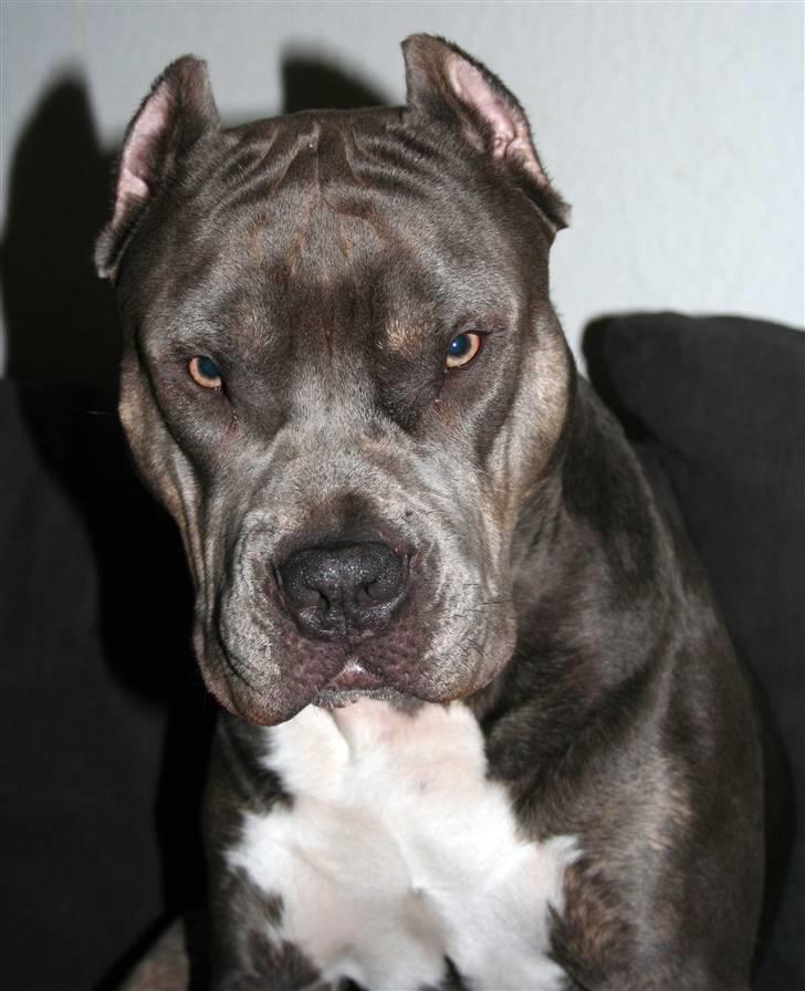 Amerikansk staffordshire terrier Kenzo -  R.I.P billede 4