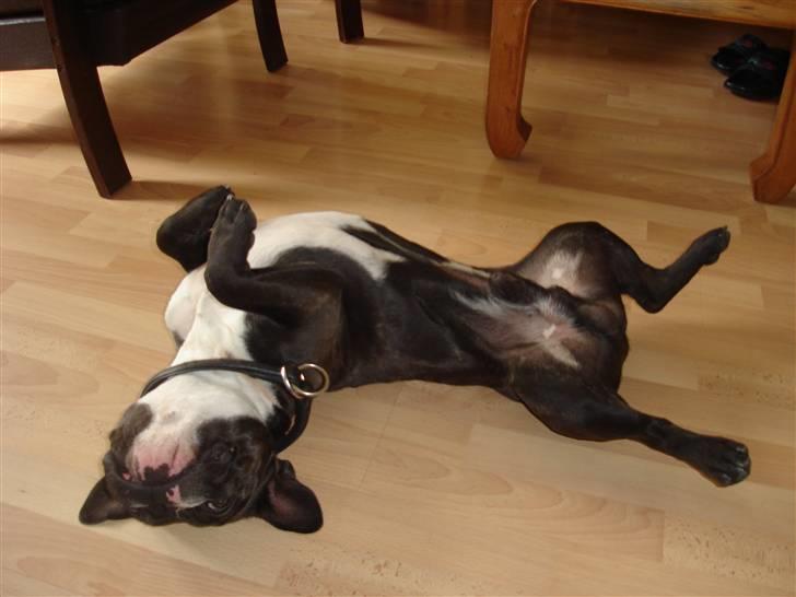 Fransk bulldog Buller - Snork! billede 2