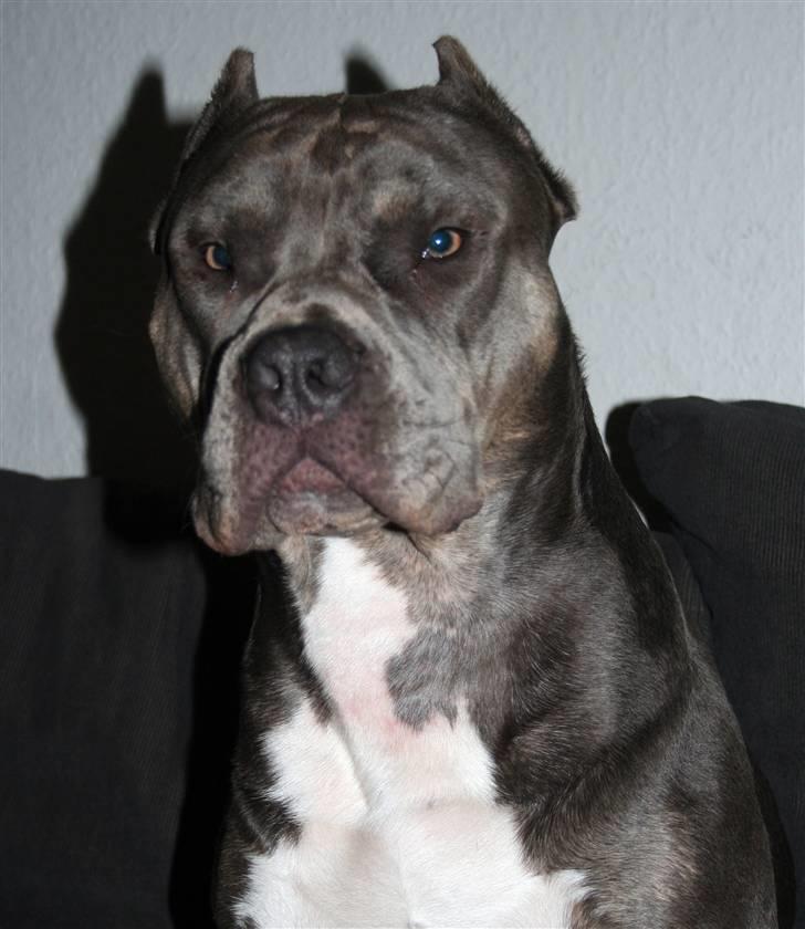 Amerikansk staffordshire terrier Kenzo -  R.I.P billede 5