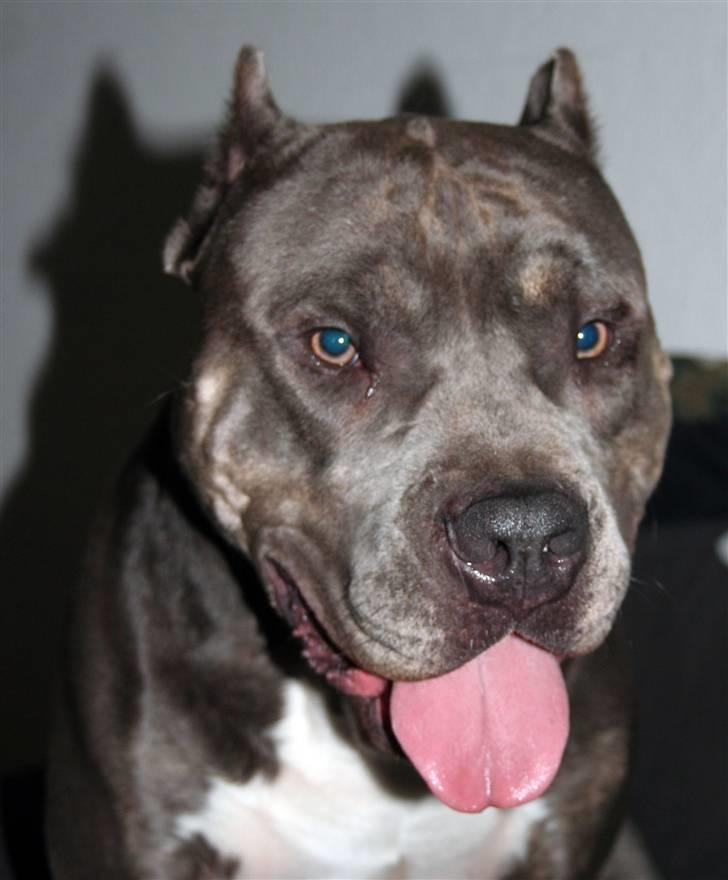 Amerikansk staffordshire terrier Kenzo -  R.I.P billede 6