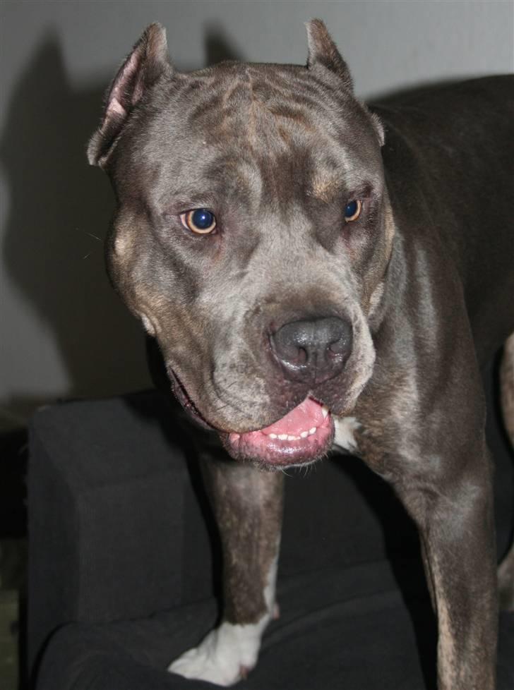 Amerikansk staffordshire terrier Kenzo -  R.I.P billede 7