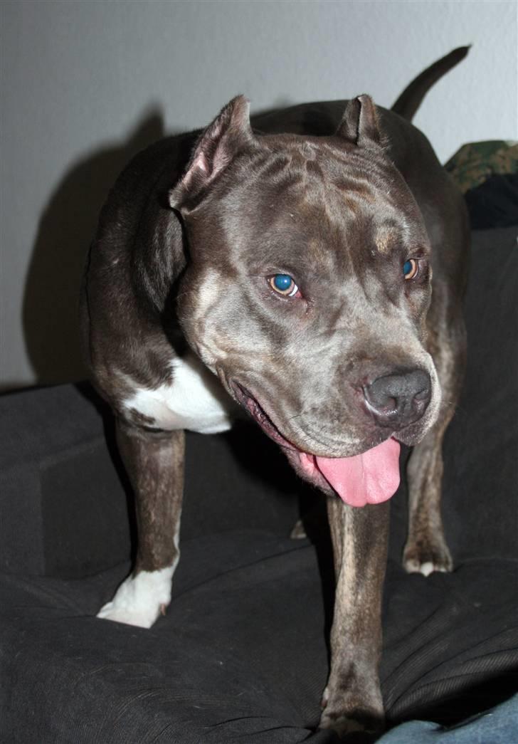 Amerikansk staffordshire terrier Kenzo -  R.I.P billede 8