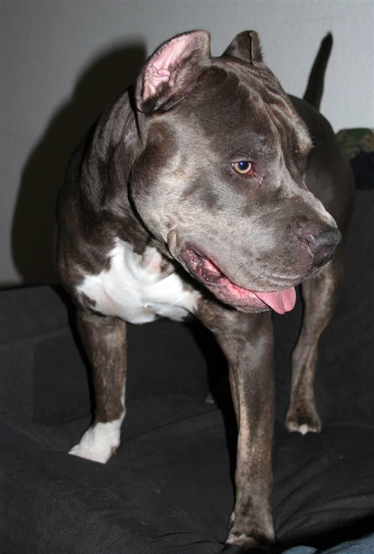 Amerikansk staffordshire terrier Kenzo -  R.I.P billede 9