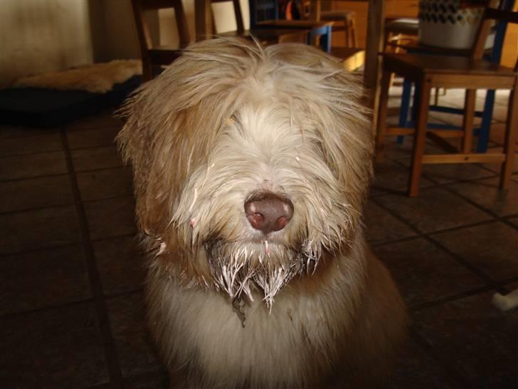 Bearded collie Lunte billede 4