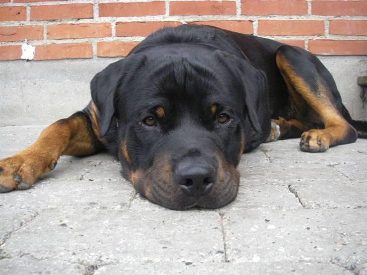 Rottweiler BOSCO billede 3