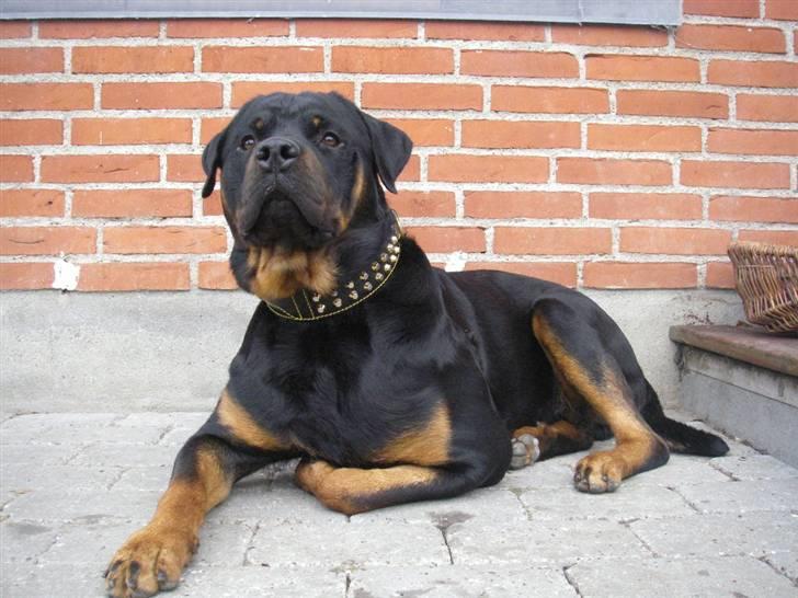 Rottweiler BOSCO billede 4
