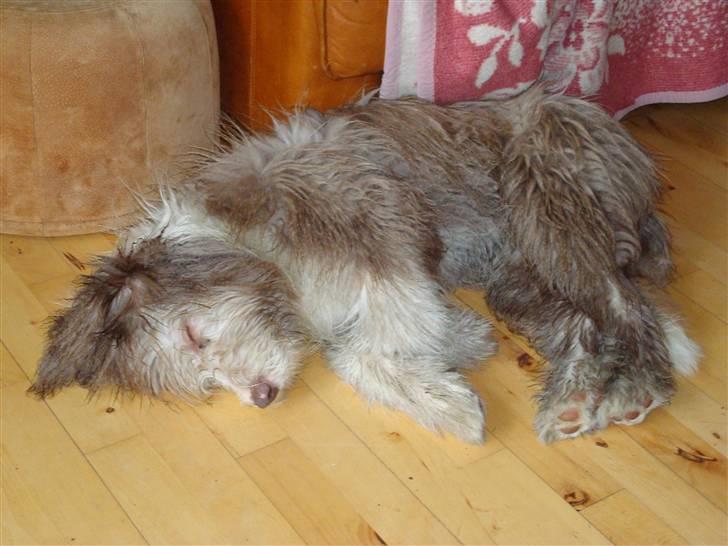 Bearded collie Lunte billede 5